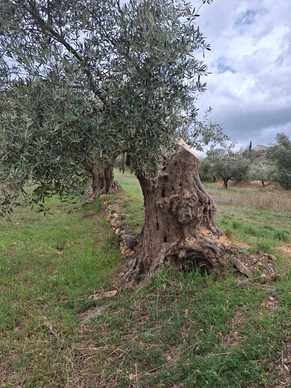 Olivo centenario Sened