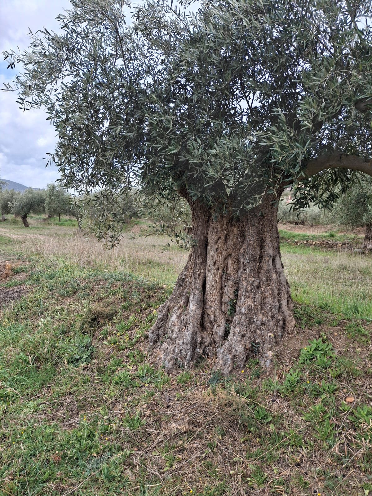 Olivo antiguo Marquesado